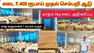 பசுந்தீவனம், அடர்தீவனம் மாதம் 5Kg எடை அதிகரிப்பு எளிய முறையில் செம்மறி ஆடு வளர்ப்பு 💯#sheep