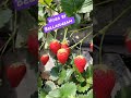 Strawberry sa Japan #japanvlogger #japan #strawberry #strawberryfarm #shortvideo