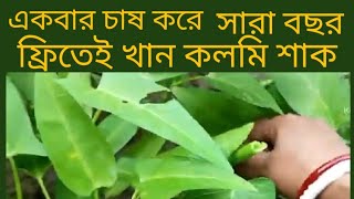 মাত্র এক আঁটি কলমি শাক চাষ করুন আর সারা জীবন একদম বিনামূল্যে ফ্রেস কলমি শাক খান যখন খুশি।