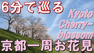 6分で巡る京都一周お花見2021【Cherry-blossom viewing around Kyoto in 6 minutes】