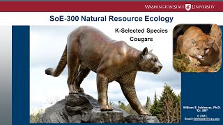 K-Selected Species: Cougar