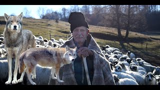 LUPII URIASI DE 90 DE KG AU MANCAT 2 CAI NU AU RAMAS DECAT COPITELE - CIOBANUL CIOCAN TRANSHUMANTA !