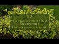 let s talk euonymus bushes and which to plant naturehills.com