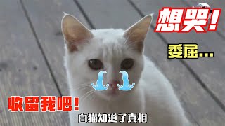 流浪猫为“入住”别墅，不仅耍赖还送礼，本想放弃却成真了