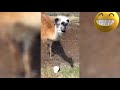 funny llamas compilation....hilarious