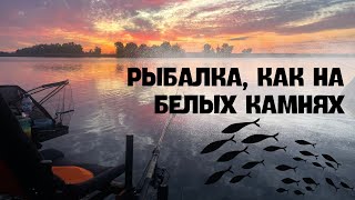 ЛОВЛЯ ФИДЕРОМ НА ДОНУ. ТАКОГО КЛЕВА, МЫ НЕ ОЖИДАЛИ. ОТЛИЧНАЯ КОМПАНИЯ!