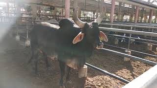 Kankrej bull in dama research center deesa banaskantha Gujrat