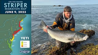 Striper Migration Report | June 9, 2023