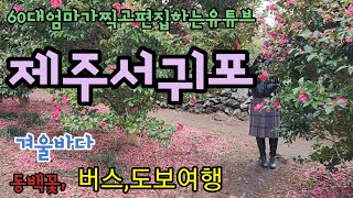 [59] 제주서귀포뚜벅이여행 코스 /모녀여행 /버스여행/ 동백/22연말제주여행3 .