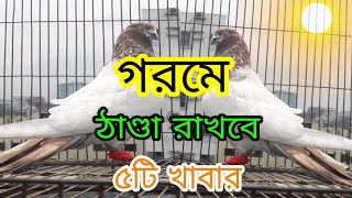 কবুতরকে গরমে ঠান্ডা রাখার উপায়। Pigeon's care in the summer days