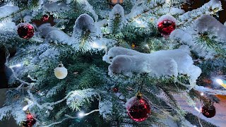 🎄🎅Коледно настроение 🤶/ 🧑‍🎄Christmas mood 🎅 🎄