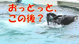 ２年目(K)トレーナーさん、スカイスカイロケット、　鴨川シーワールド