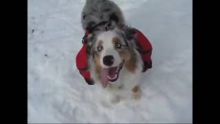 Blue Merle Australian Shepherd Snowshoeing at Wanoga Off Leash Sno park, Bend, Oregon