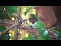 【野鳥観察】キビタキ♀・公園で一休み narcissus flycatcher