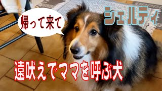 【シェルティ】遠吠えでママを呼ぶ犬【フランス田舎暮らし🇫🇷】