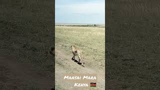 4K African wildlife