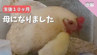 【後編】卵温め後半からひよこ誕生まで　生後10ヶ月で母になりました