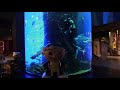 釧之助本店の吹き抜け柱状水槽でお魚さん達を見る！@北海道釧路町 kushiro sennosuke aquarium hokkaido