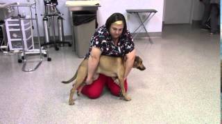 Canine Lateral Recumbency Restraint