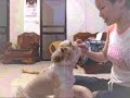 shih tzu西施犬小花生玩親碰碰臉臉.wmv