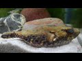 dragon puffer fish care guide pao palembangensis