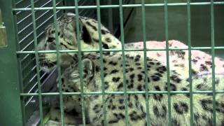 なかよく毛繕い　リーベとリアン~Snow Leopards are grooming