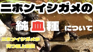 【ニホンイシガメが育つ屋上庭園】ニホンイシガメの純血種判定法　＃イシガメ純血　＃ウンキュウ　＃イシクサ　＃イシガメ判別　＃ウンキュウ判別