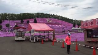 2017 北海道 大空芝櫻公園