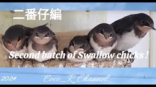 2024/7/3  14:00～20:00  ツバメの営巣　孵化後19～20日 　巣立ち予定7/4頃　 : Swallow Nesting in Japan  Coco_R Channel