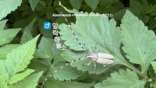 하늘을 날고 소처럼 힘이 장사라고 하는 알락하늘소 ♂ Anoplophora chinensis 긴뿔딱정벌레 유등천강턱 Yudeungcheon Riverside