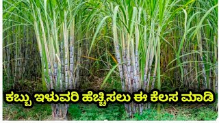 ಕಬ್ಬಿನ ಕೃಷಿಯಲ್ಲಿ ಹೆಚ್ಚು ಇಳುವರಿ ಪಡೆಯುವುದು//How to get more yield in sugarcane cultivation