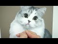 고양이그림 반려동물초상화 how to draw a persian cat pet portrait