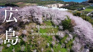 [桜ドローン撮影4K] 広島県三原市佐木島の塔の峰千本桜｜桜ドローンプロジェクト