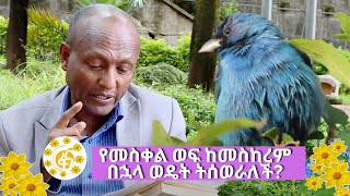 የመስቀል ወፍ ከመስከረም በኋላ ወዴት ትሰወራለች?