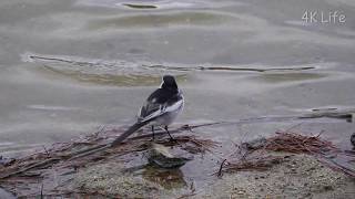 ハクセキレイ kamchatka /Japanese pied wagtail［ 4K UHD ／ 鳥 Bird ］