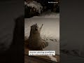 nonchalant raccoon catching snowflakes || Best of Internet