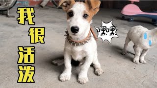 狗拿耗子，多管闲事，你认识这种小狗吗？又好玩又好训的犬种