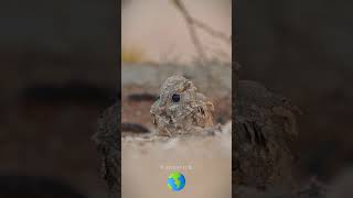 Rare footage of egyptian nightjar