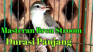 Masteran Bren Stroom panjang Untuk Ciwah (Ciblek Sawah) dan Cigun (Ciblek Gunung)