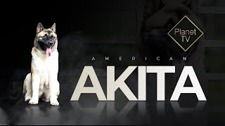 American Akita in Kerala – ‘Jeeb’ | Top quality Champion Line female.