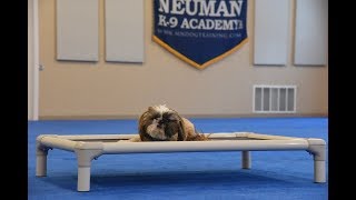 Leo (Shih Tzu) Boot Camp Training Demonstration