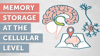 The Storage of Memory: Functions of the Cerebral Cortex at the Cellular Level