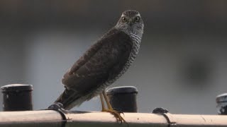 Female Sparrowhawk Showing Up Only a Moment 🦅