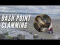 Clamming for GIANT Horse Clams - Dash Point State Park