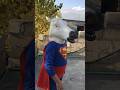 Superman horse prank #shorts