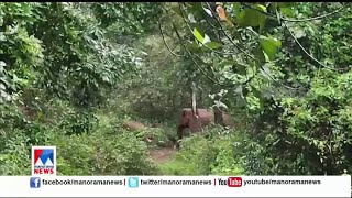 ജനവാസമേഖലയില്‍ കാട്ടാനക്കൂട്ടമിറങ്ങി |Palakkad | Wild elephant