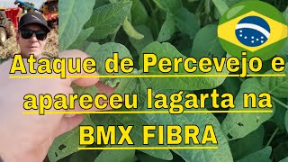 Controle de percevejo e agora apareceu Lagarta na BMX FIBRA safra de soja 24/25.