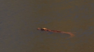 Orange Alligator Has One SC Town Talking