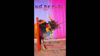 Hori habba ಜಡೆ ಶ್ರೀ ರಾಮ JADE SHREE RAM @Horihabba2023 #haveri #hangal #jallikattu #karnataka