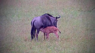 Wildebeest Calf Suckling